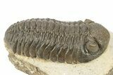 Excellent Phacopid (Morocops) Trilobite - Morocco #253695-2